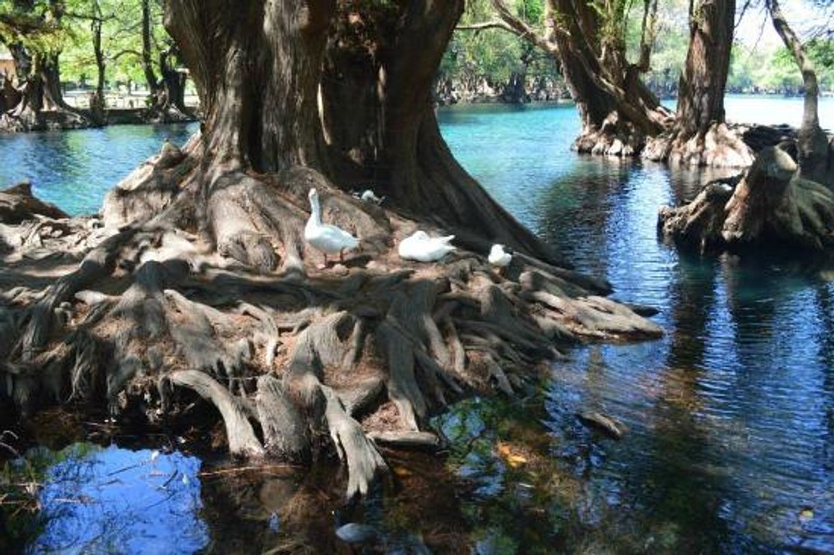 Lugar Lago de Camécuaro