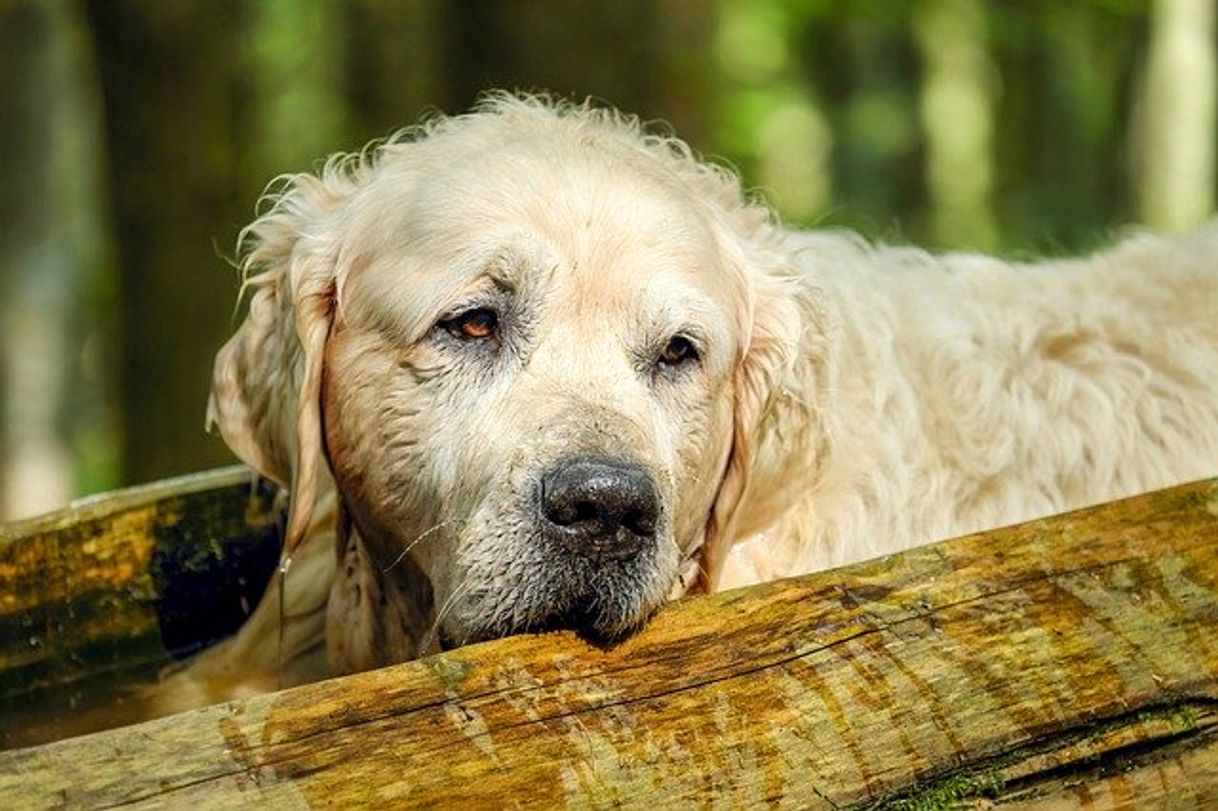 Moda Golden Retriever Perro 