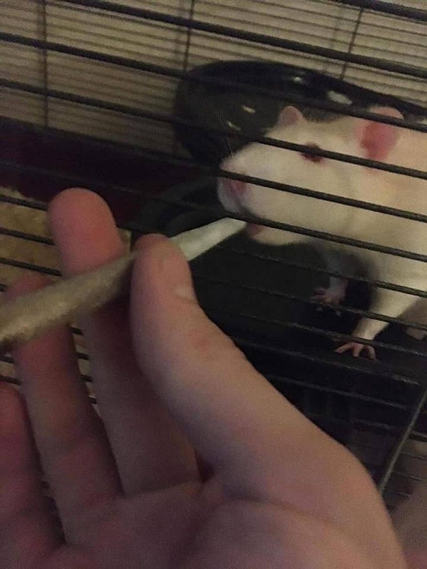 Canción Playlist on Spotify of trap/hip hop/rap