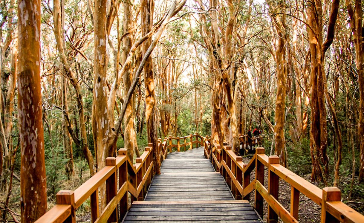 Lugar Parque Nacional Los Arrayanes