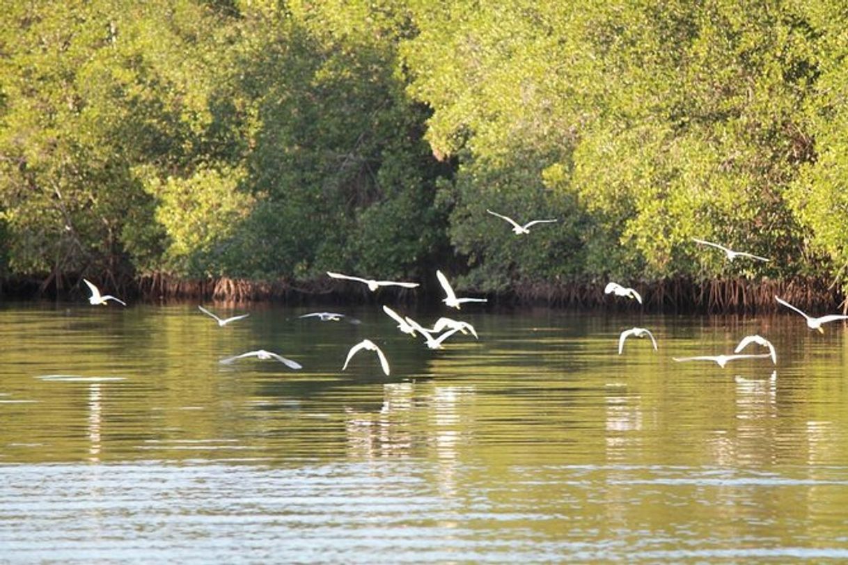 Lugar Reserva Natural Isla Juan Venado