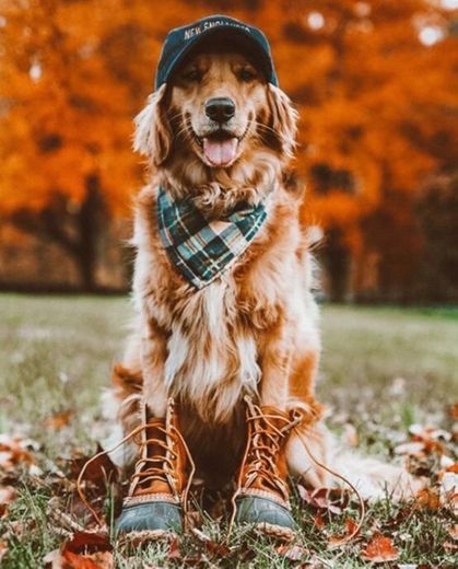 Perro lindo 🐶 en otoño 🍁 