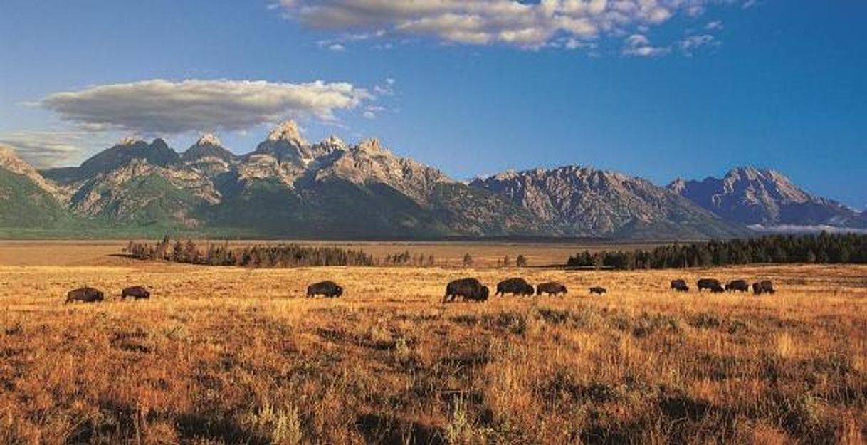 Places Wyoming