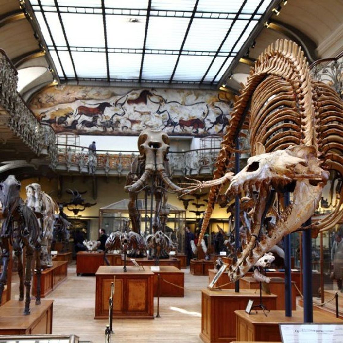 Lugares Museo nazionale di storia naturale di Francia