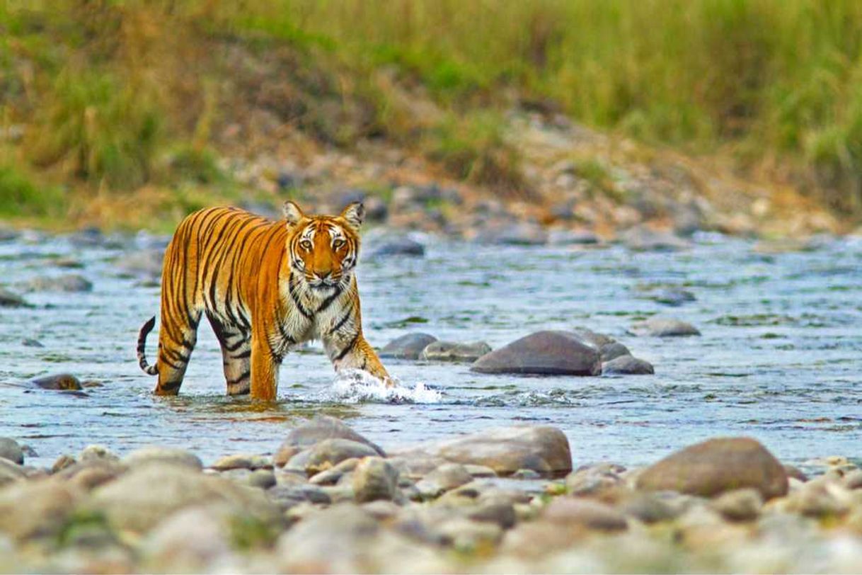 Lugar Jim Corbett National Park