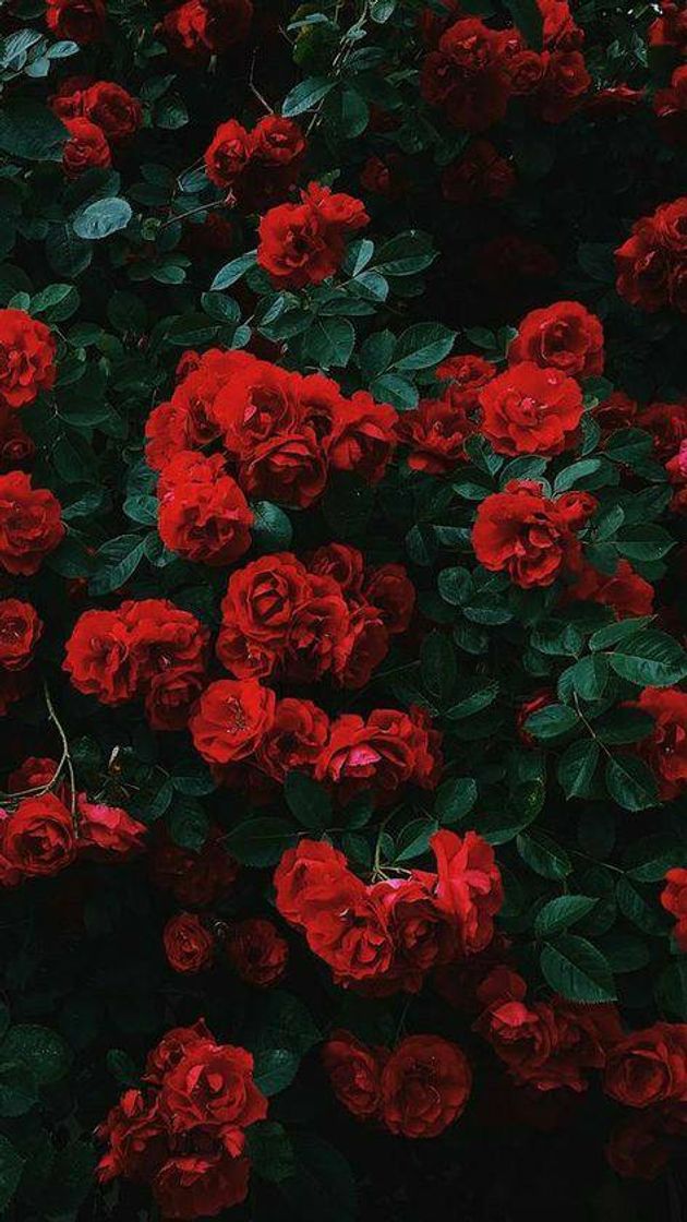 Fashion red roses