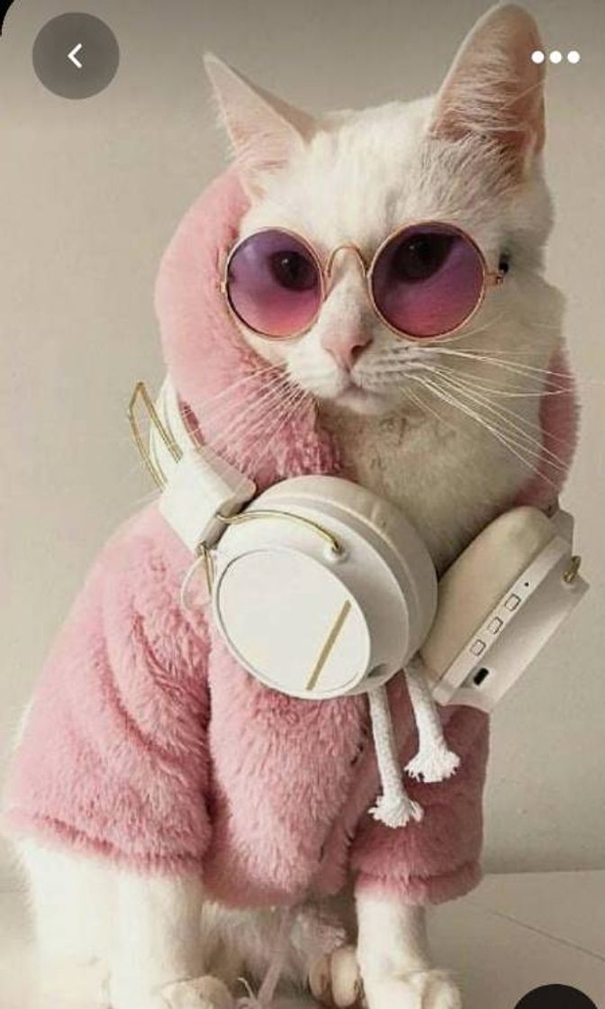 Fashion Gatinho🐈