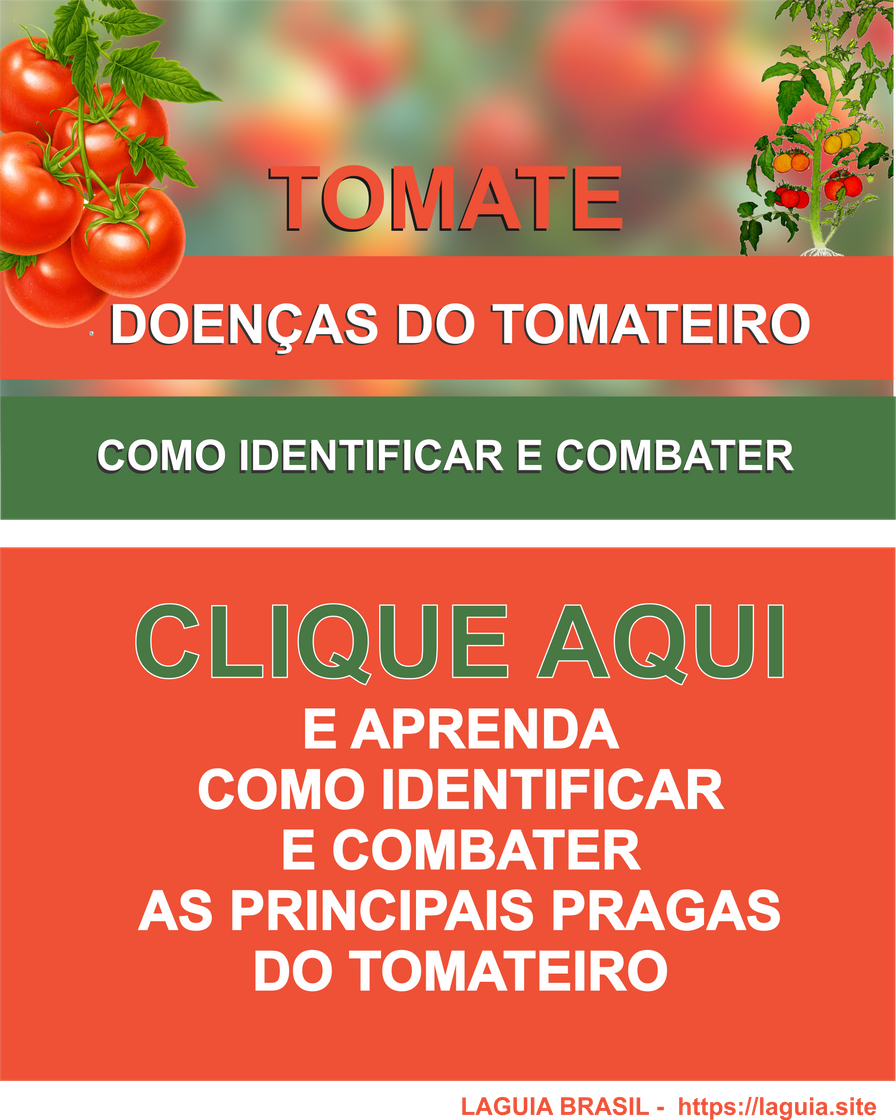 Moda Doenças do Tomate – saiba como combater