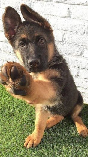 Un cachorro en casa