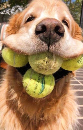 Cachorrinho Magico. Um Novo Comeco