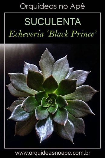 Echeveria black Prince