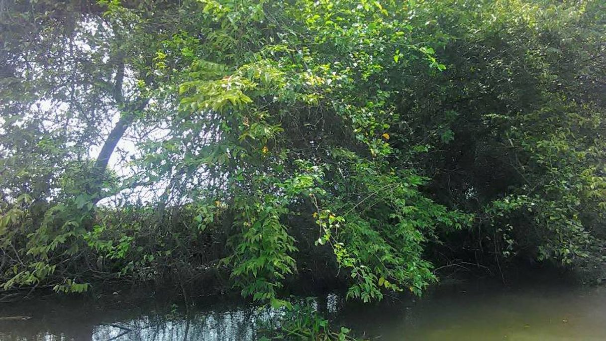 Place Manglar de Tecoluta