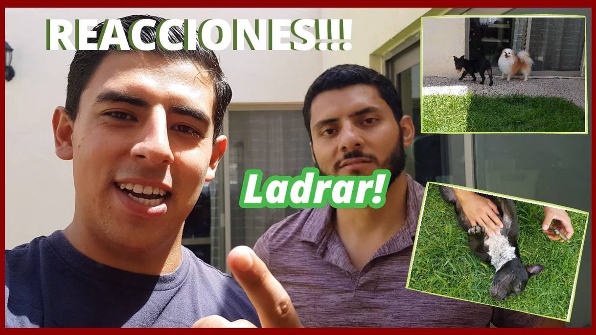 Social Reacciones de videos a perros