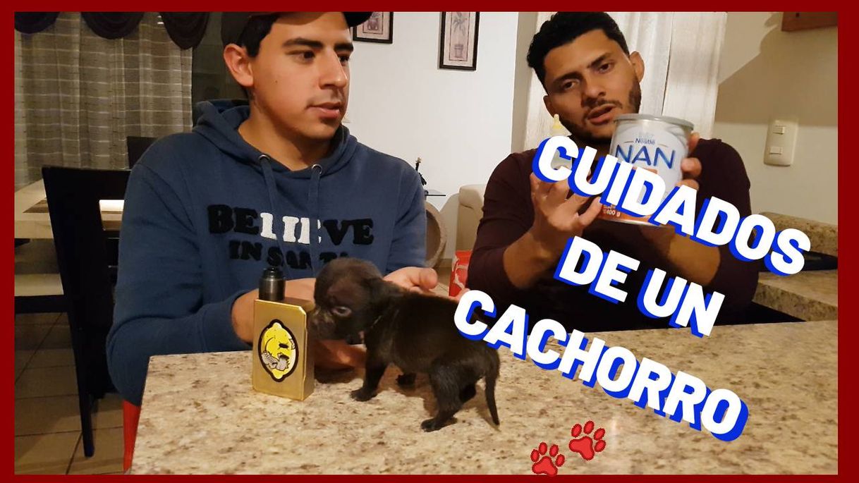 Social CUIDADOS DE CACHORRO AMERICAN BULLY - YouTube