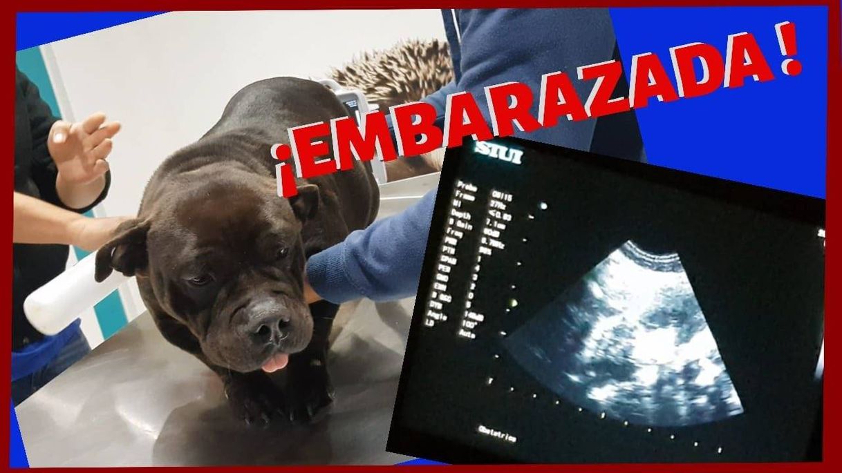 Social EMBARAZO de AMERICAN BULLY!! - YouTube