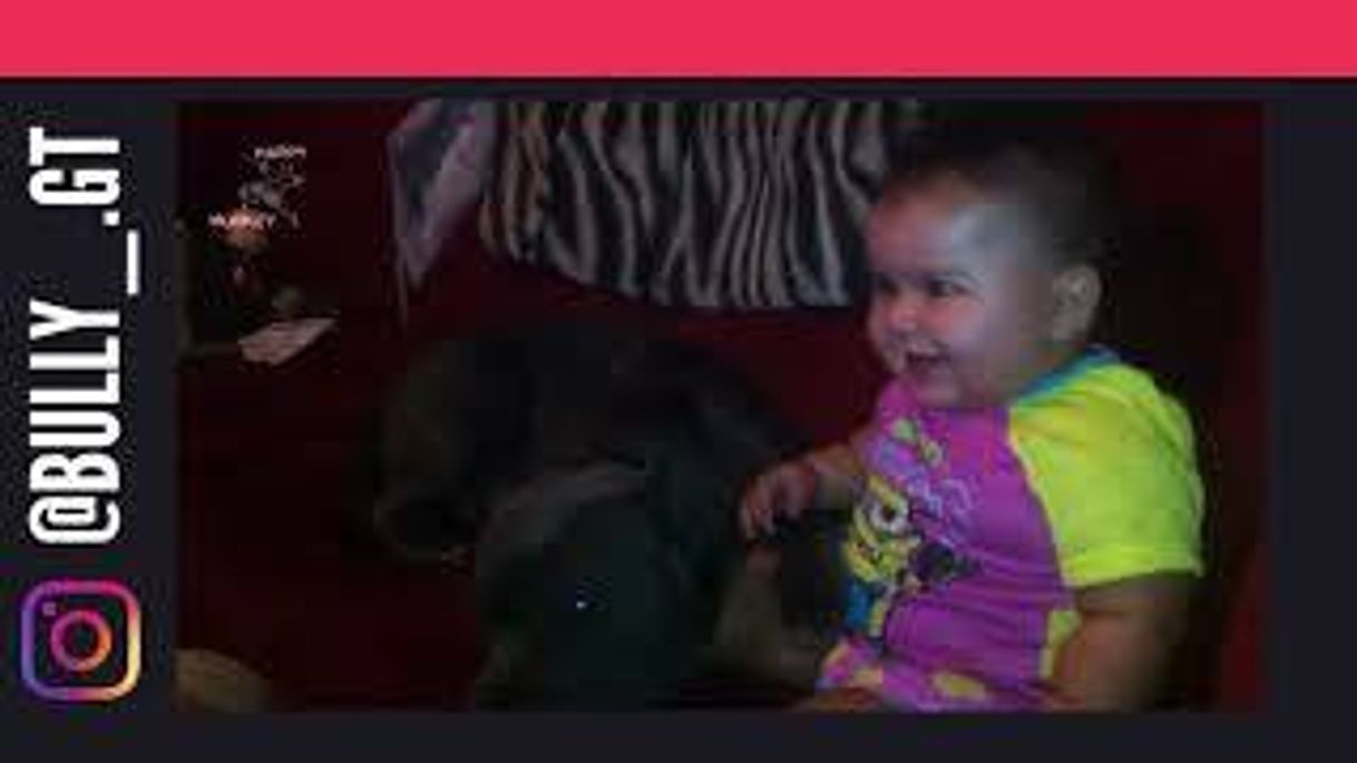 Social Los videos MAS GRACIOSO de AMERICAN BULLY - YouTube