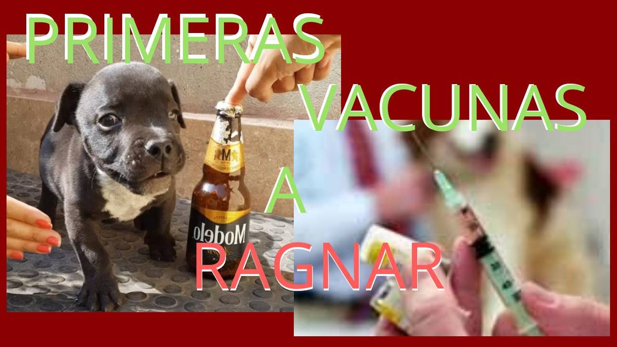 Social ¿cuales son las primeras vacunas de un cachorro?