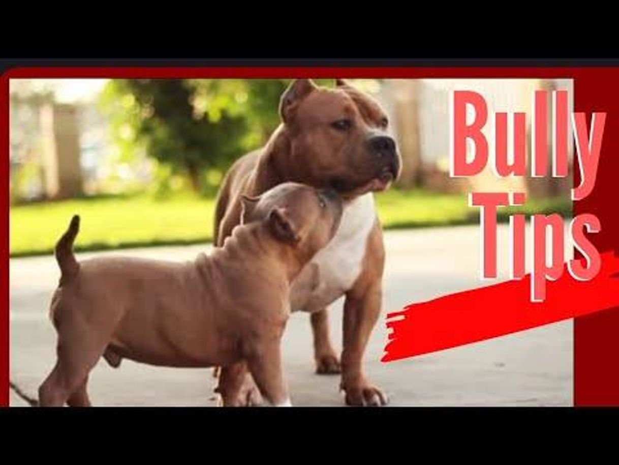 Social BULLY TIPS // como CRUZAR a tu PERRO ?? - YouTube