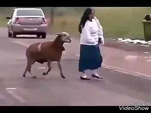 Vídeo de la cabra 🐐 loca