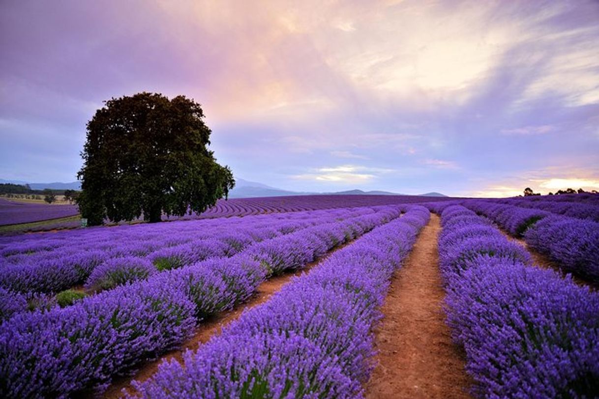 Lugares Bridestowe Lavender Farm