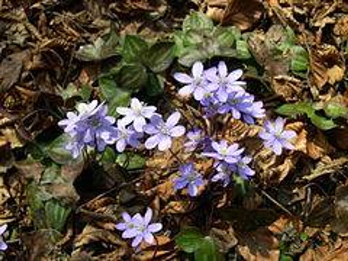 Fashion Anemone hepatica (5 de enero) 