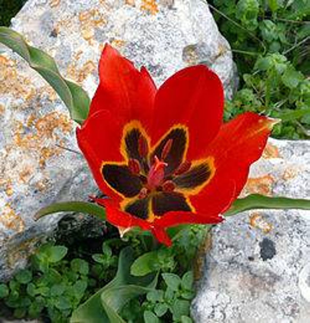 Moda Tulipa Kaufmanniana