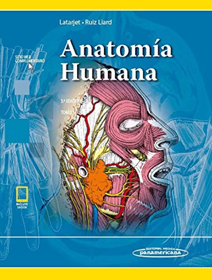Diente humano