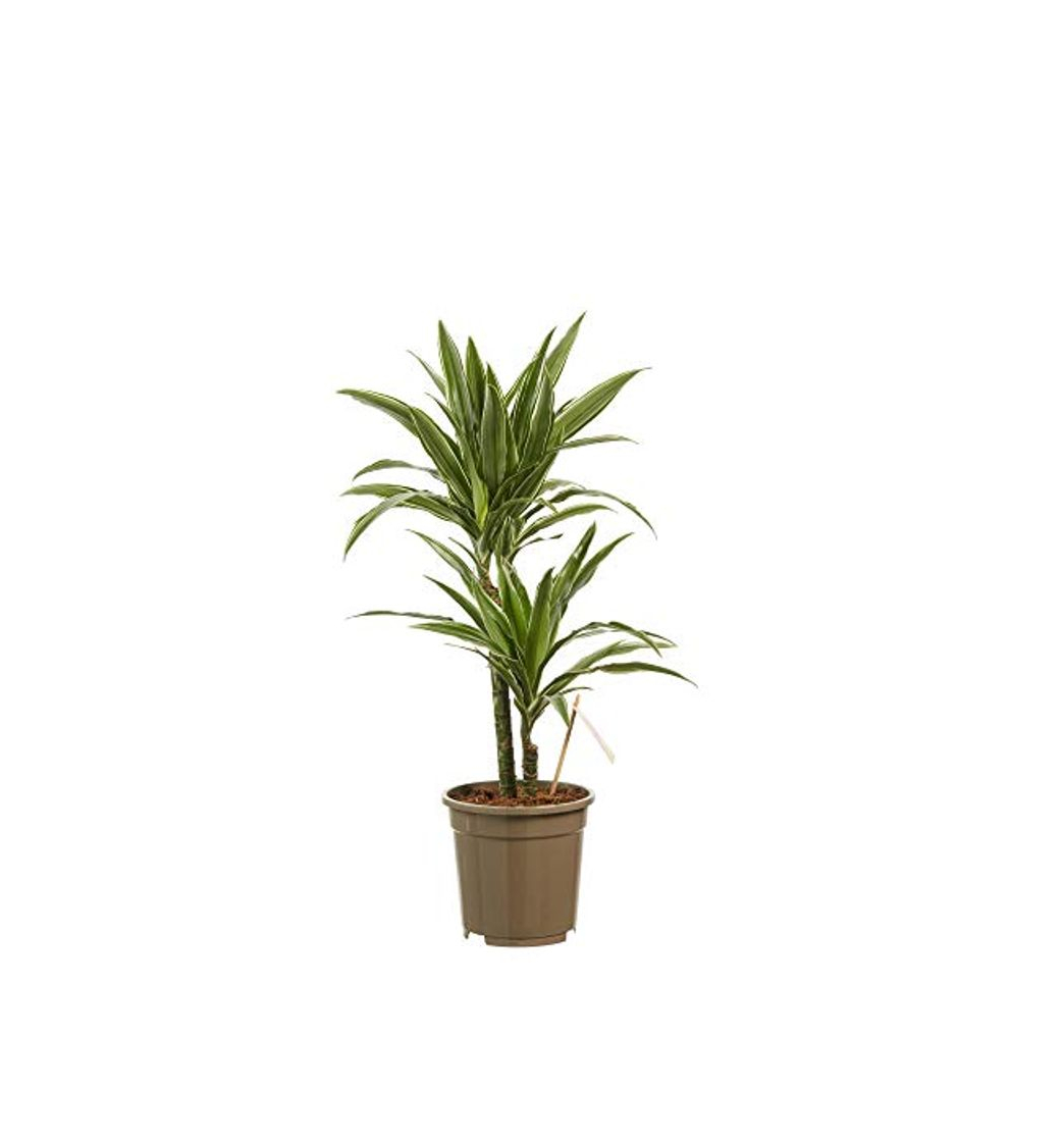 Productos Planta de interior de Botanicly – Árbol dragón – Altura