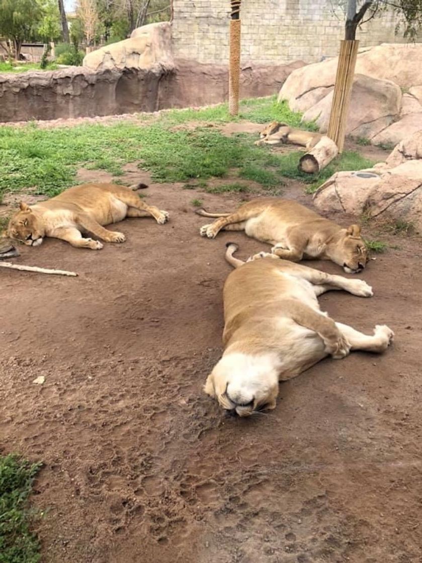 Lugar El Paso Zoo