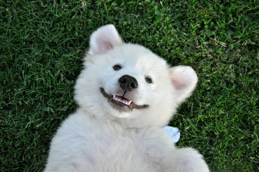 Cachorro sorrindo / Imagens Fofas para Tumblr, We Heart it, etc ...