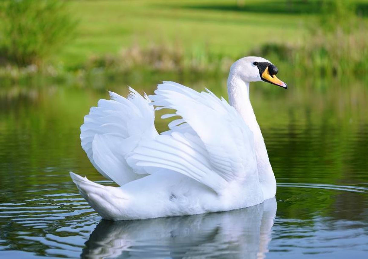 Moda Cisne Branco