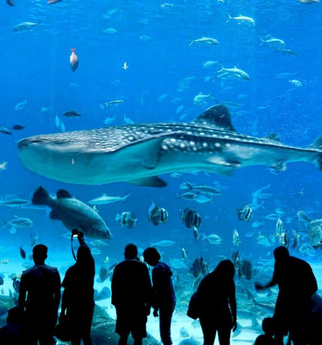 Place Acuario Inbursa