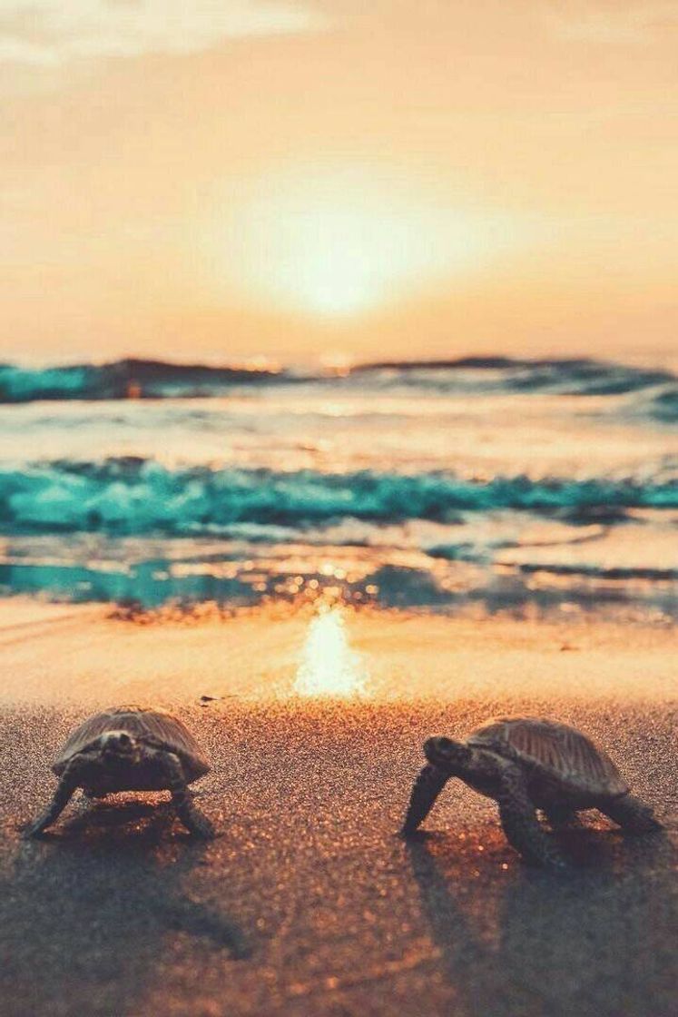 Moda Praia das Tartarugas ✨🐢🌞