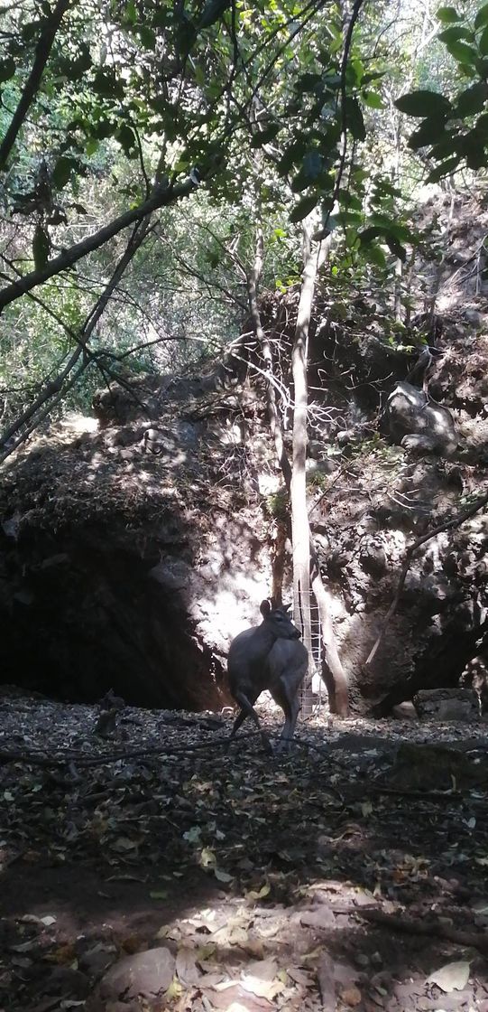 Lugar Cascada De Los Venaditos