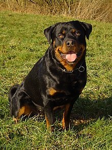 Moda Rottweiler - Wikipedia