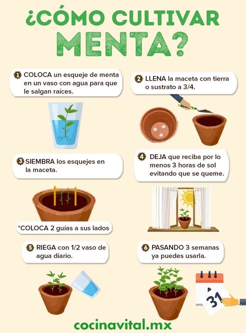 Moda Cómo cultivar menta.