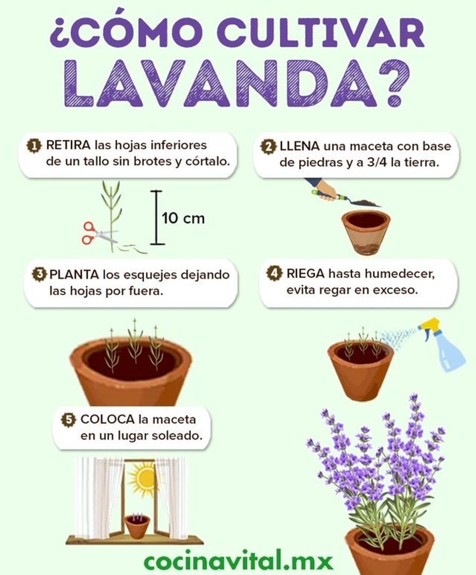 Moda Cómo cultivar lavanda.