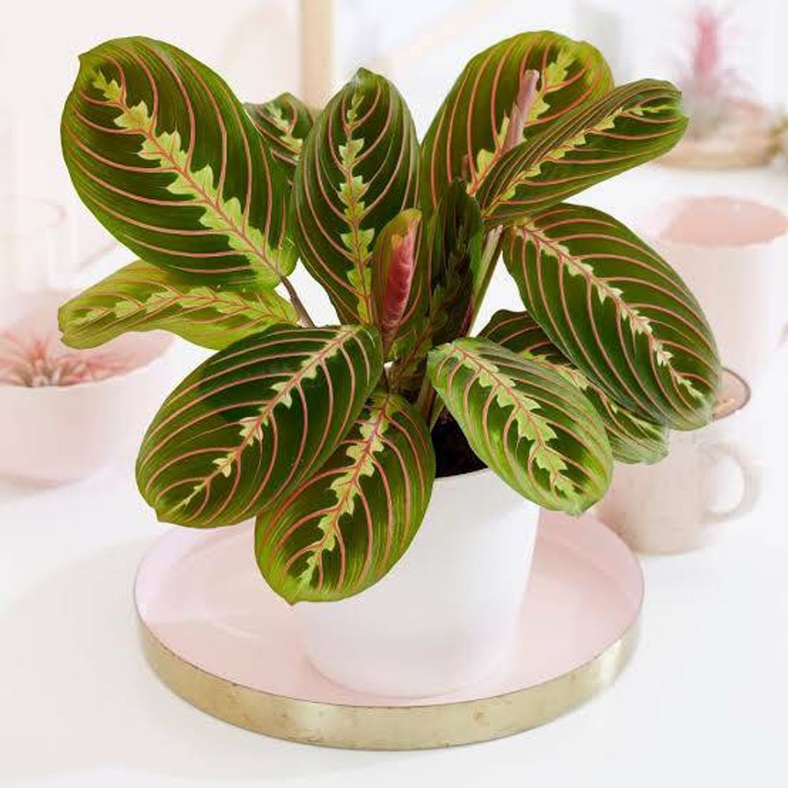 Social Plantitas