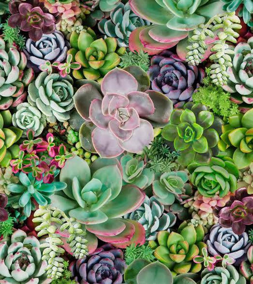 Lugares Garden of Succulents