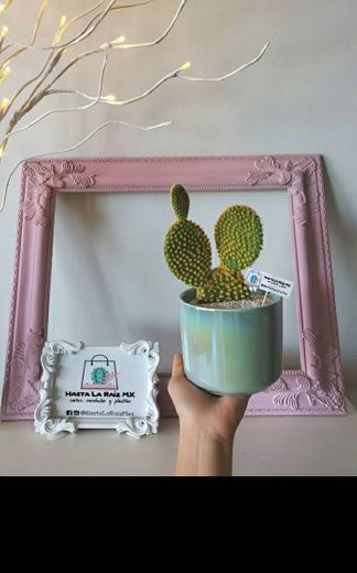 ¡𝑅𝑒𝑔𝑎𝑙𝑎 𝑉𝑖𝑑𝑎! 🌵 ♡´･ᴗ･`♡