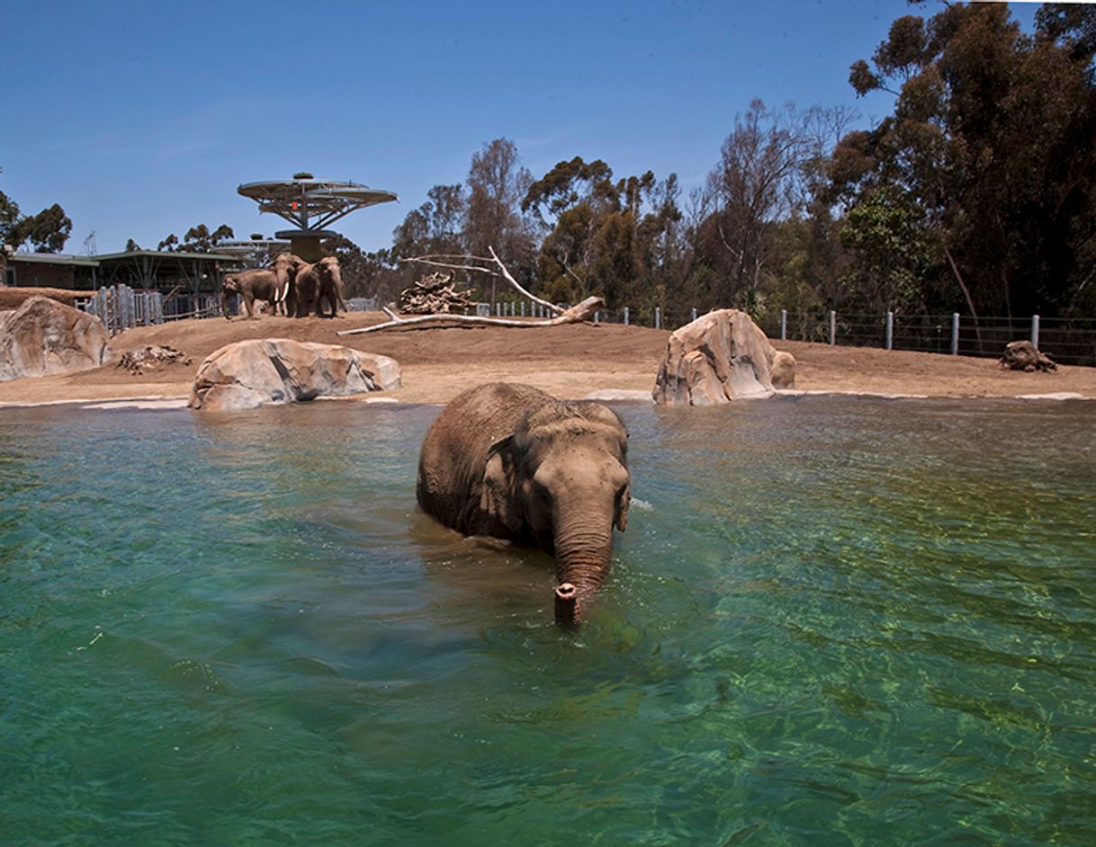 Lugar San Diego Zoo