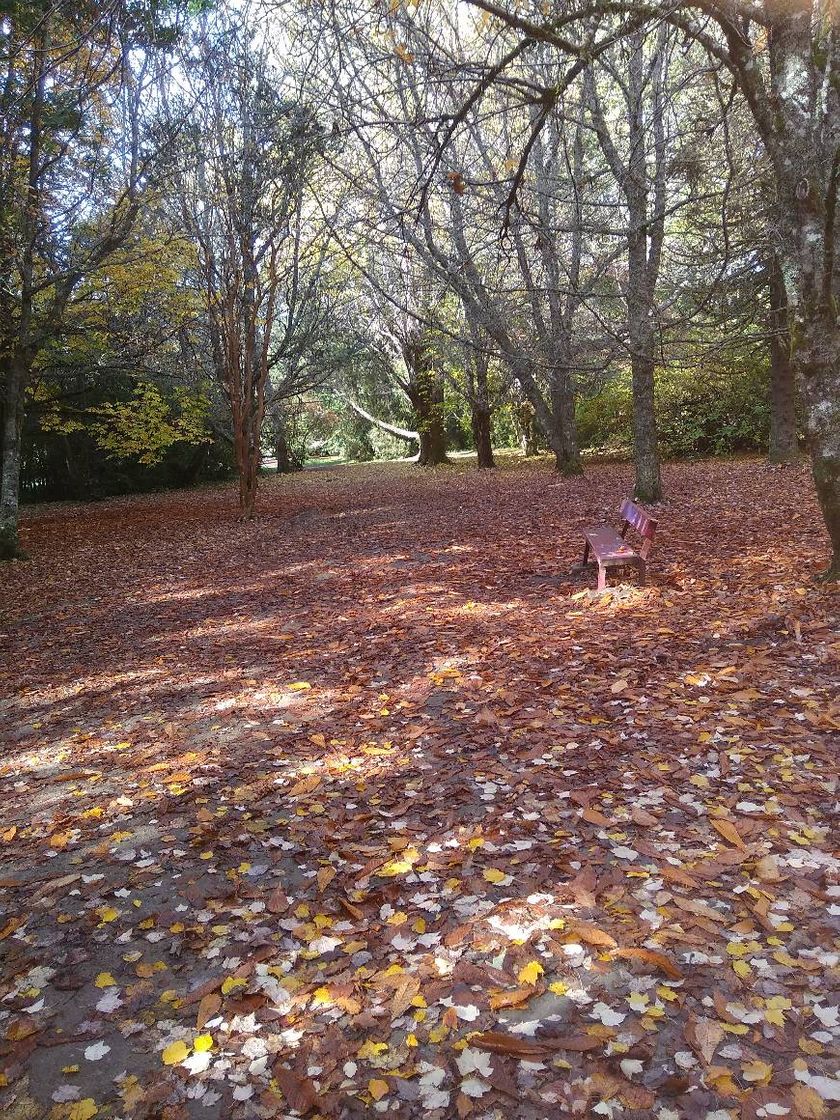 Moda Jardín botánico UACH Valdivia. Marzo 2019