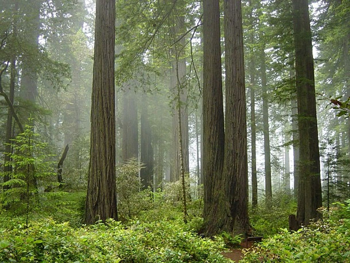 Lugar Parque Nacional Redwood