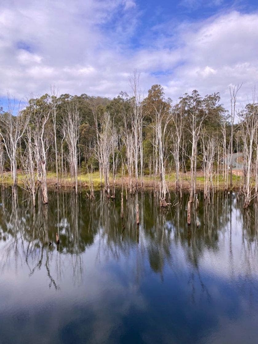 Lugar Numinbah Forest Reserve