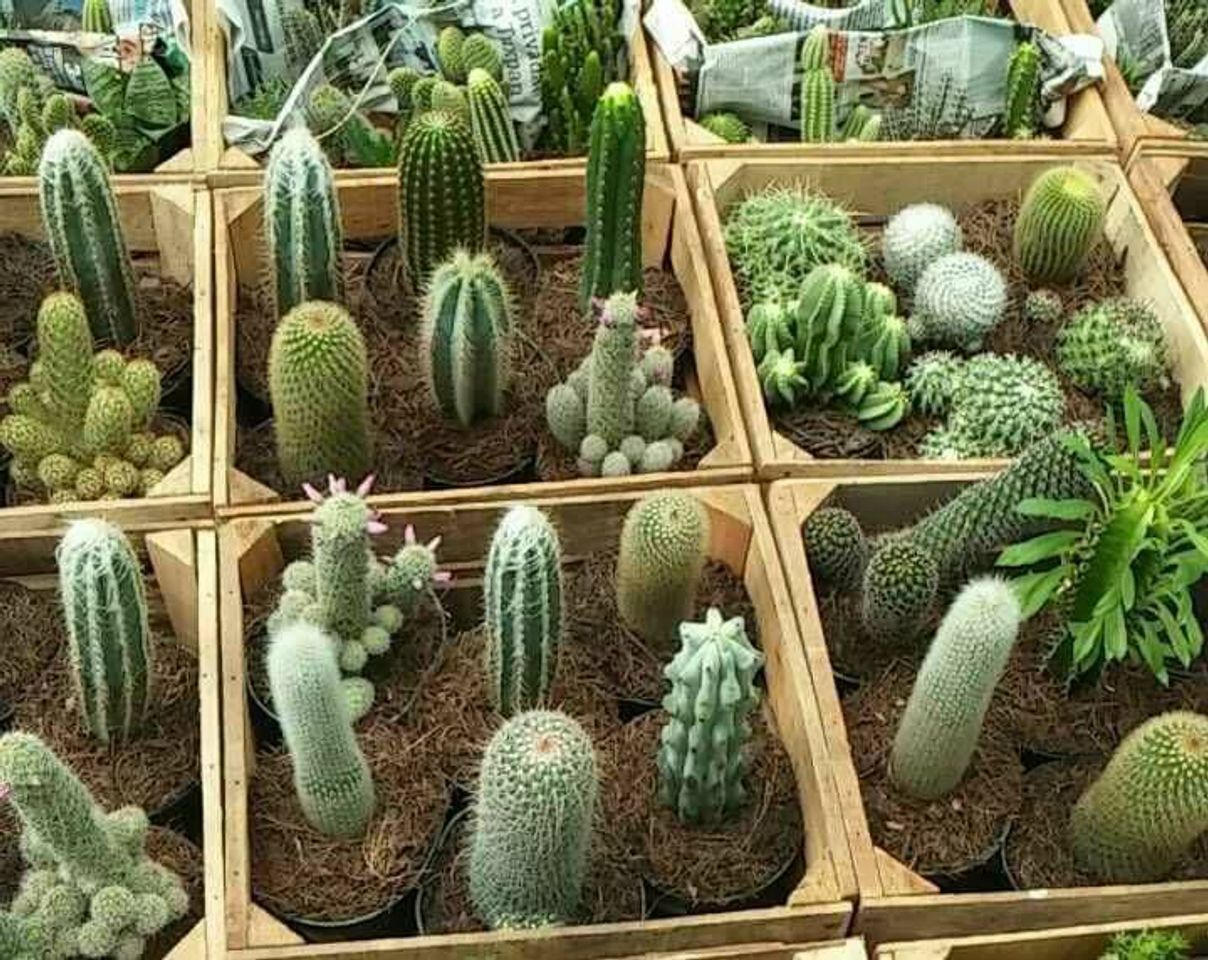 🌵 Cactus y Suculentas COLIBRÍ 🌵