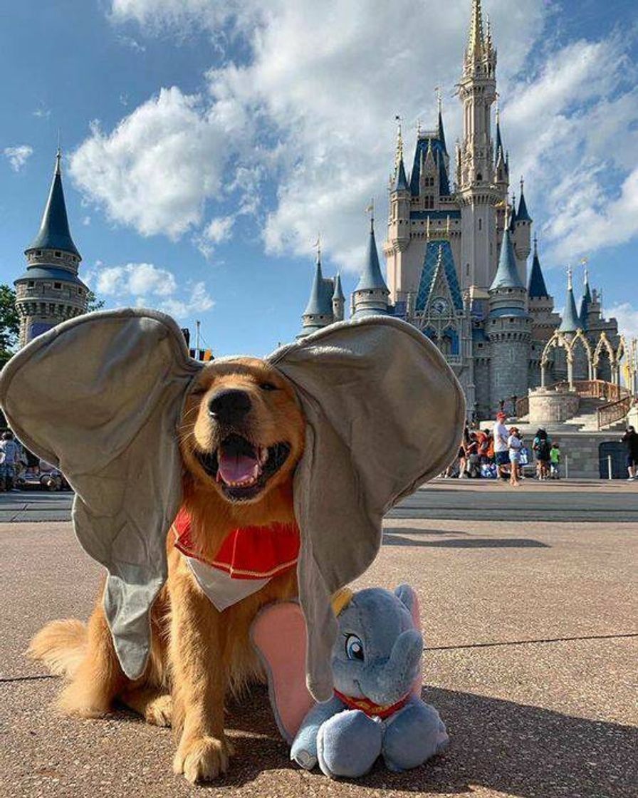 Fashion Dumbo