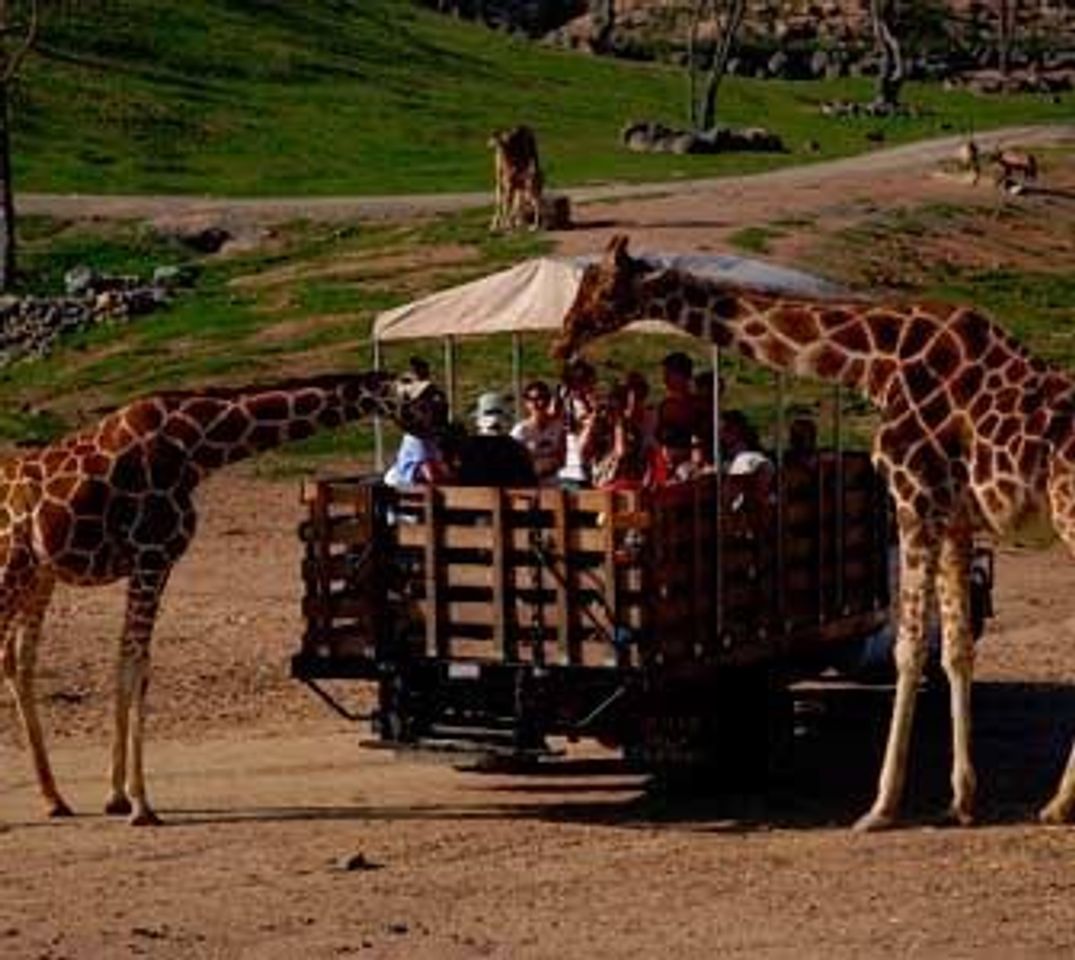 Places San Diego Zoo Safari Park