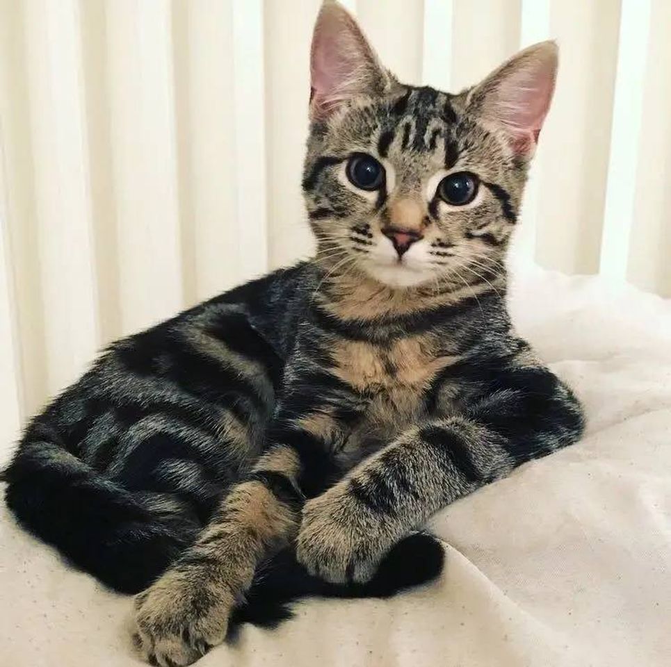 Social Gatitos Lindos 