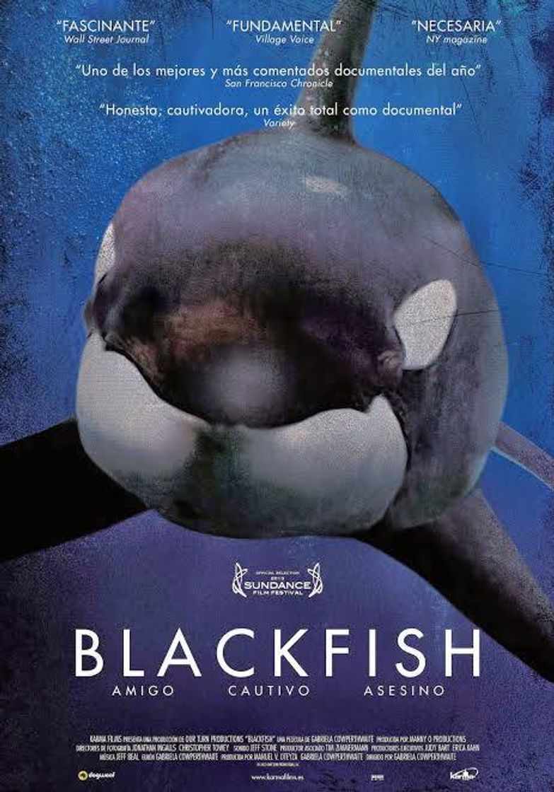 Fashion Blackfish 