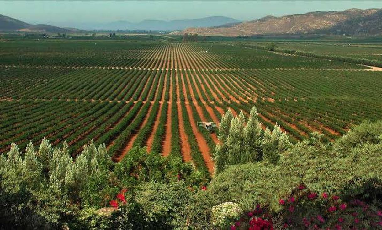 Lugar Valle de Guadalupe